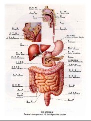 人体肠胃的位置图片 人体肠胃图片位置图