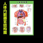 人体解剖图各器官位置图 人体解剖图各器官位置图解