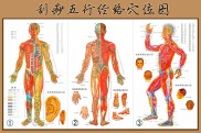 人体经络穴位图 人体经络准确位置图和作用高清图