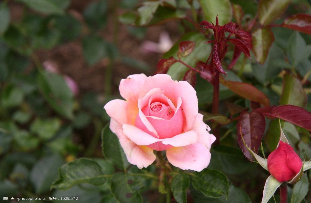 图片风景花草玫瑰花 图片风景花草玫瑰花大全