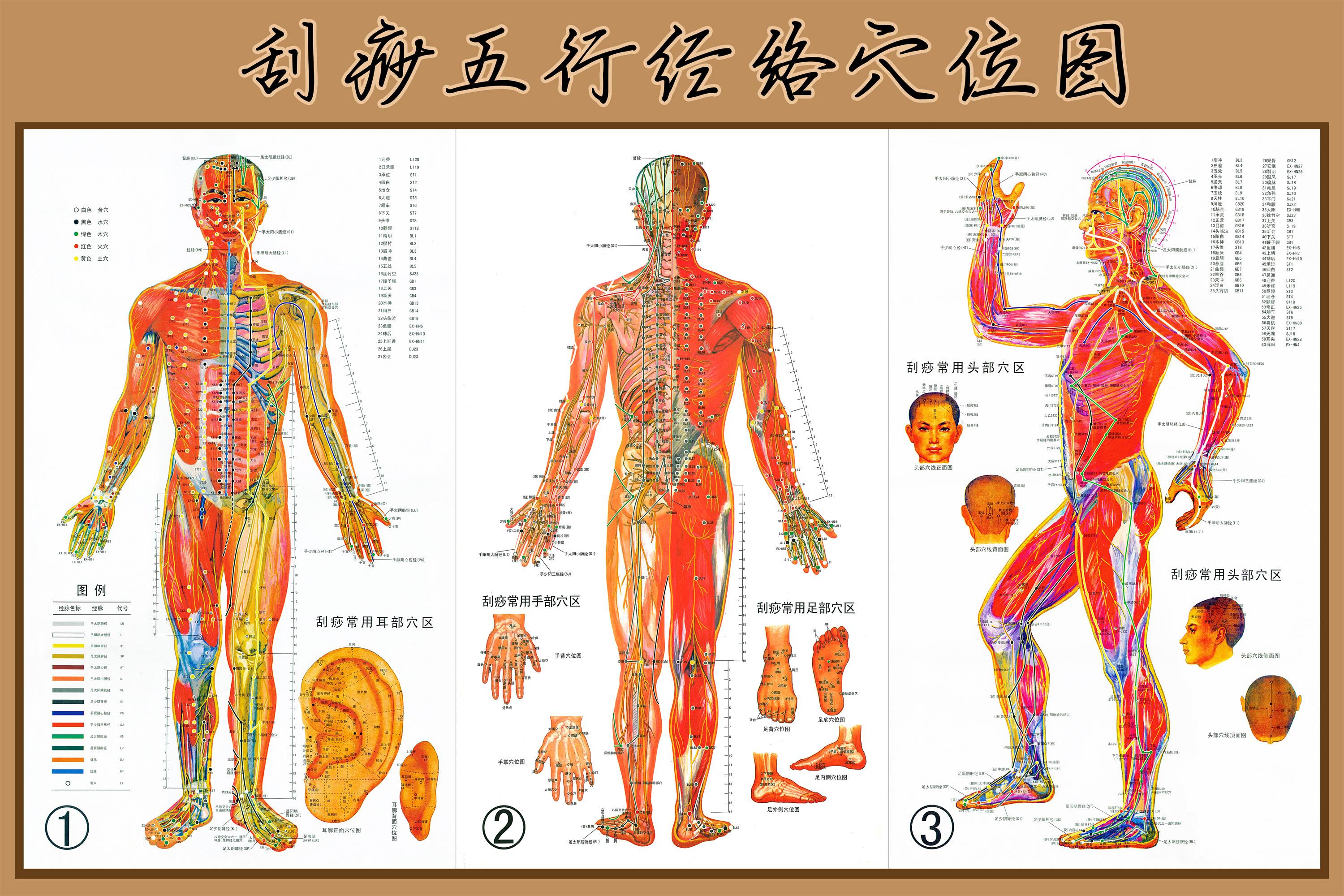 人体经络穴位图 人体经络准确位置图和作用高清图