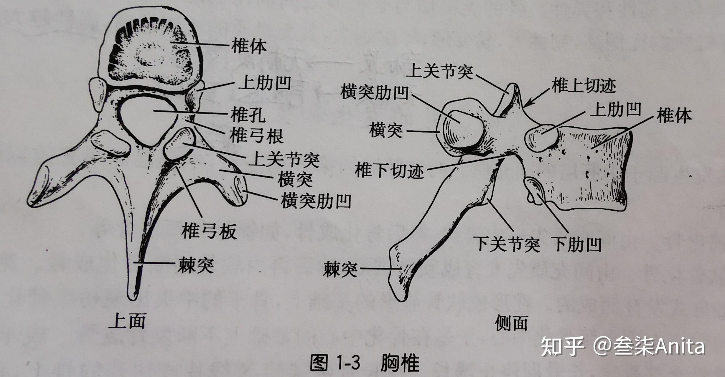 人体骨骼多少块 人的脊椎骨正常图