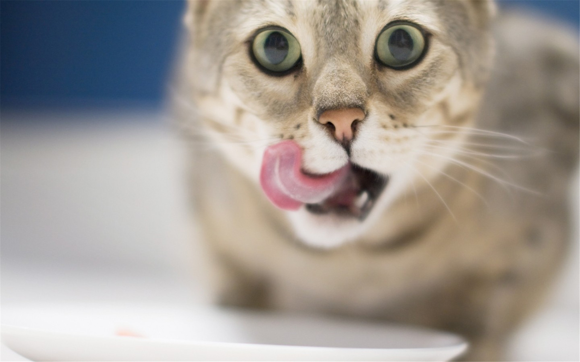 可爱漂亮的猫咪图片 可爱漂亮的猫咪头像