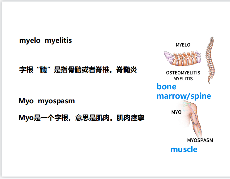 女性生殖系统生理ppt课件 女性生殖系统健康ppt