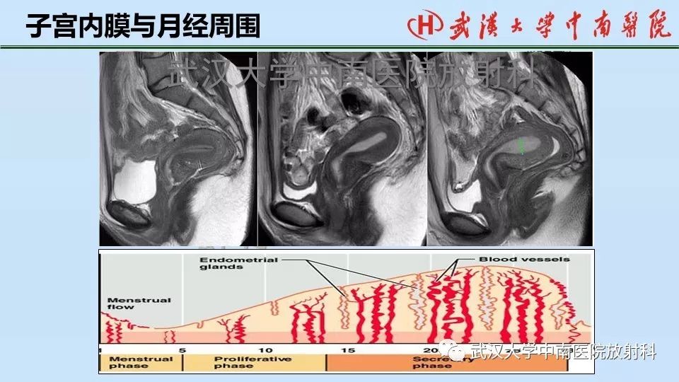 女性生殖系统解剖课件ppt 女性生殖系统解剖课件ppt2019年3月13日