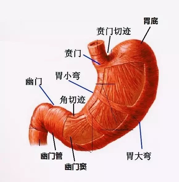 胃在人体什么位置图片 胃在人体什么位置图片图库