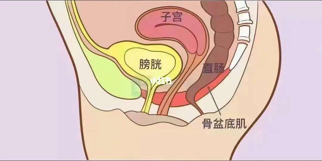 看女的拉屎的部位 看女的拉屎的部位在哪里