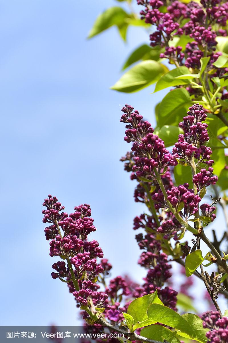 丁香花影视大全 九月在线观看完整版电影