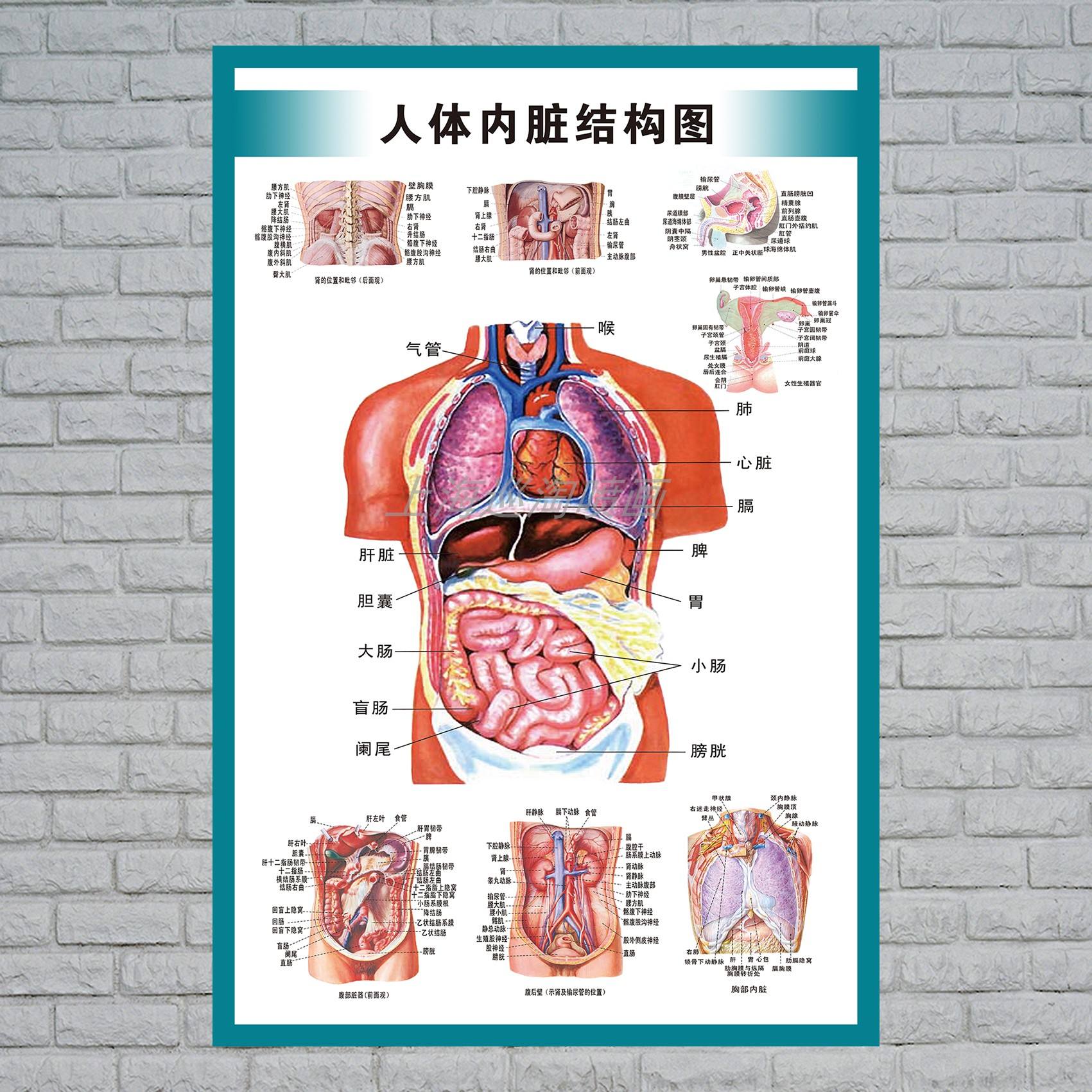 人体内脏器官分布图 人体内脏器官分布图的部位详细介绍图片