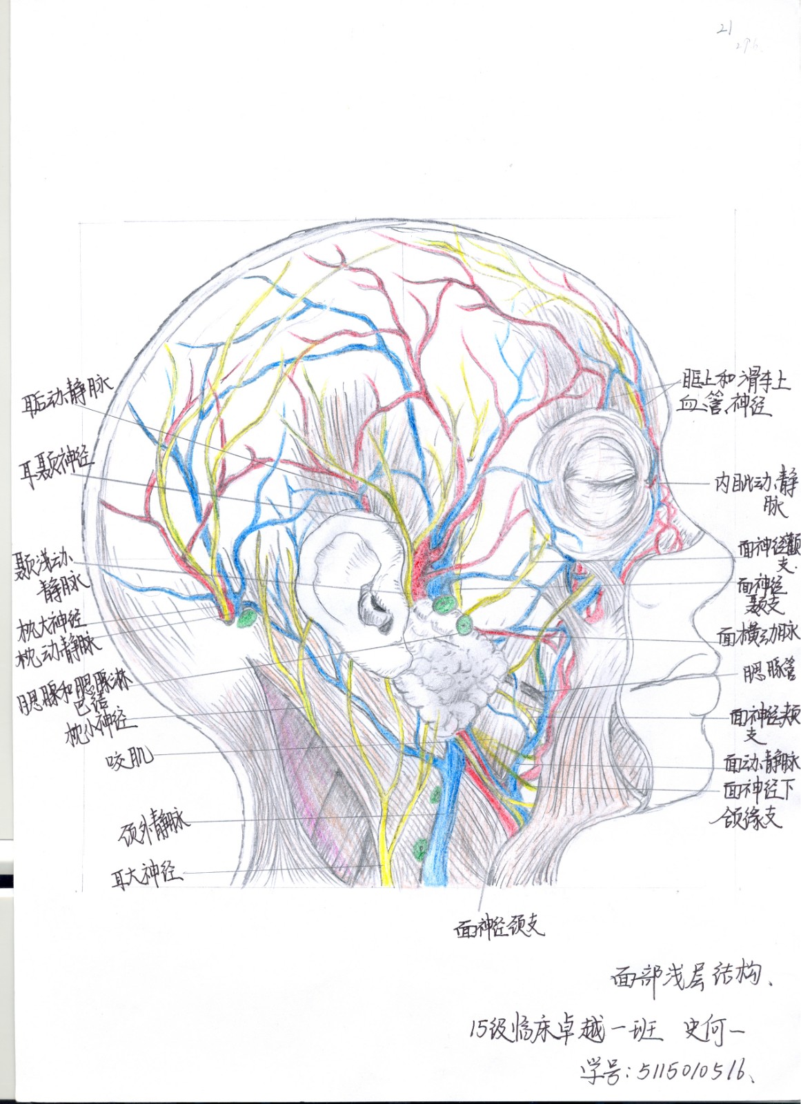 人体美学解剖学 人体美学解剖学考试题库